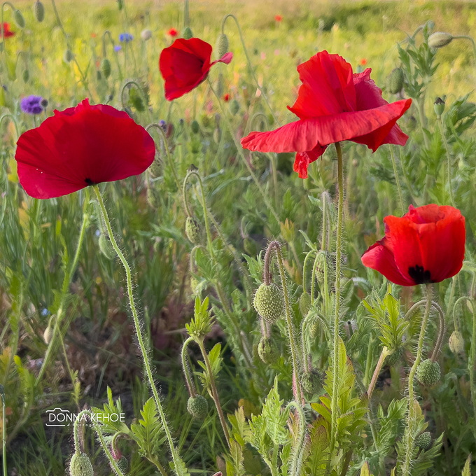 Poppies